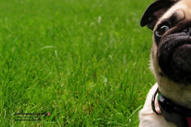 Beautiful Pug ♥   Pugs Wallpapers (13727888)   Fanpop