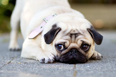 20 Cute Dog Wallpapers