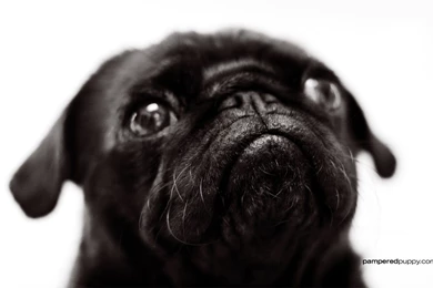 Beautiful Pug ♥   Pugs Wallpapers (13728039)   Fanpop