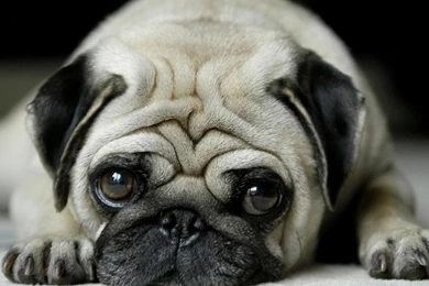 Pug Wallpapers