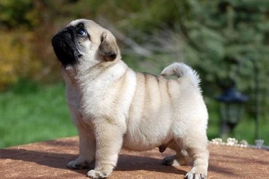 Baby Pugs   Wallpaper.