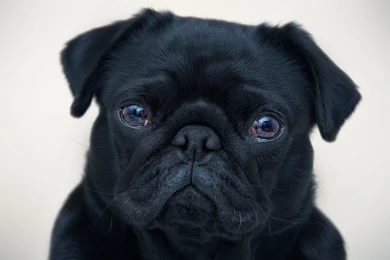 Black Pug Wallpapers