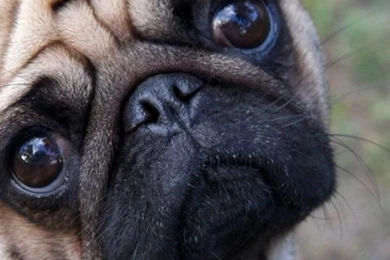 640x960 Cute Pug Iphone 4 Wallpapers