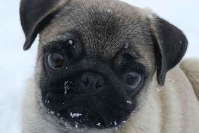 Pug Wallpaper, Screensaver, Background. Cute Pug Puppy