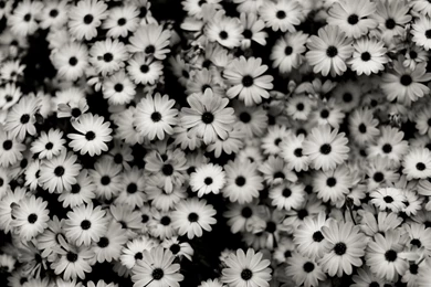 Tumblr Backgrounds Black And White