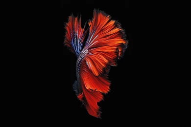 Art & Drawn iPad Wallpapers