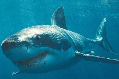 Apple ipad background 11