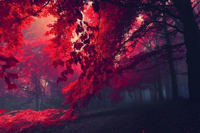 Red forest 26750 3840x2160 Wallpapers