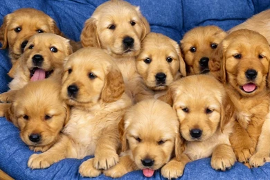 Cute Puppies Puppies Wallpapers 22040946 Fanpop   PowerballForLife
