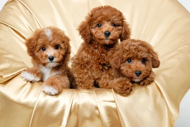 Cute Puppies Wallpapers HD Free 257630   PowerballForLife