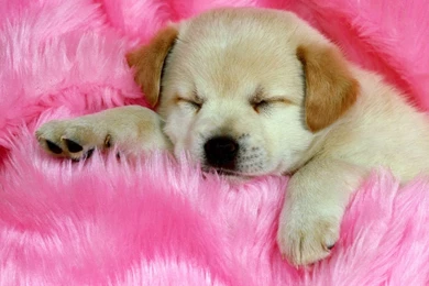 Cute And Adorable Puppy Pictures