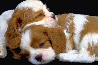 Hd Puppies Pictures, Puppies Images, Puppy Photos, Puppies ...