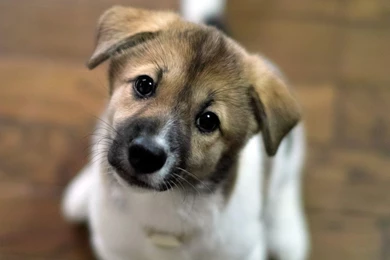 Download Cute Puppy Wallpapers For Samsung Galaxy Tab