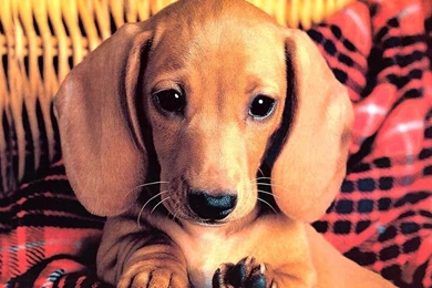 Cute Puppy   Puppies Wallpapers (13379782)   Fanpop