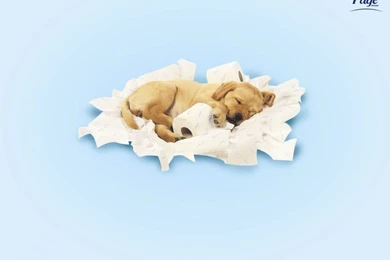 Cute Puppy   Cute Puppies Wallpapers (13986200)   Fanpop