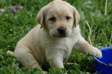 Cute Puppy Wallpapers