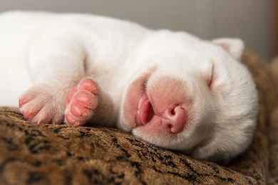 Sleeping Cute Puppy Wallpapers