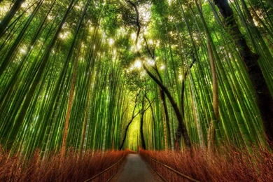 Bamboo Trees Wallpapers And Images   Wallpapers, Pictures, Photos