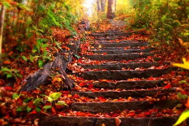 free fall wallpapers for