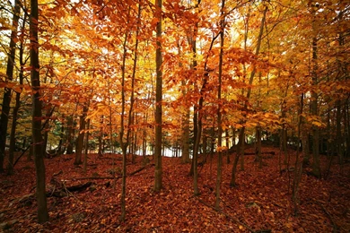 Fall Desktop Backgrounds Widescreen   Wall Pedes