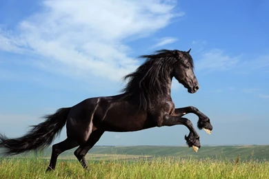 Full HD 1080p Horse Wallpapers HD, Desktop Backgrounds 1920x1080