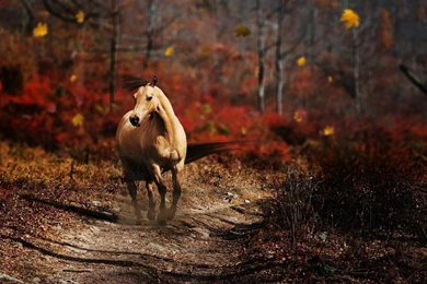 Horse Wallpaper_hd Wallpaper_download Free Wallpapers