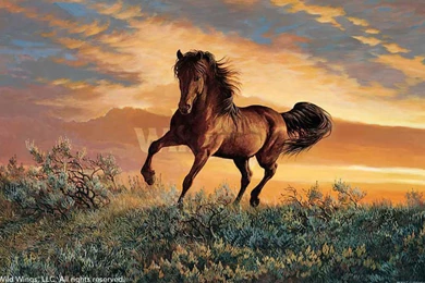 Horse Wallpaper_hd Wallpaper_download Free Wallpapers