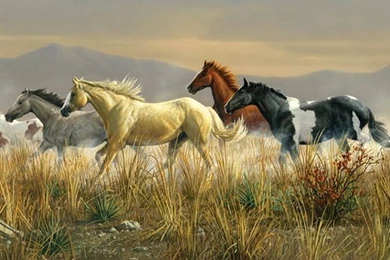 Horse Wallpaper_hd Wallpaper_download Free Wallpapers