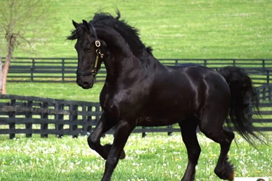 Friesian Screensaver Wallpapers