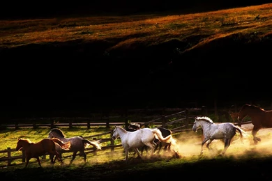 Horse Wallpapers HD Free Download