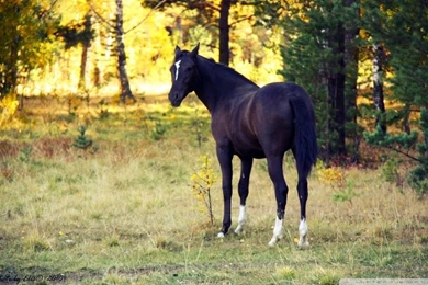 Black Horse HD Desktop Wallpapers : Widescreen : High Definition ...