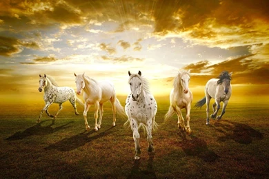 Beautiful Horses In Sunset HD Wallpapers For PC And Mobile