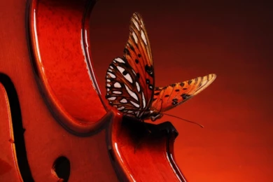 Violin Wallpapers >> Backgrounds With Quality HD