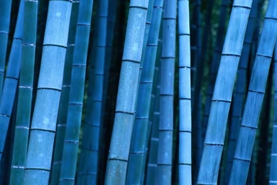 Download Flowers Blue Flower Backgrounds Wallpapers