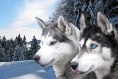 17 Siberian Husky HD Wallpapers
