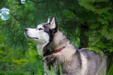 Full HD 1080p Husky Wallpapers HD, Desktop Backgrounds 1920x1080 ...