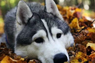 Husky Wallpapers   Animal Wallpapers