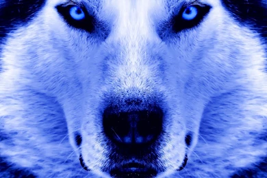 140 Husky HD Wallpapers