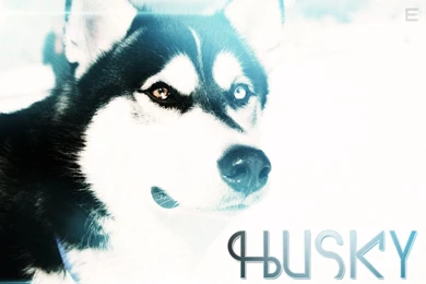 Husky // Wallpapers By The Art Works On DeviantArt