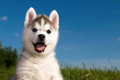 Grass Husky Puppy Husky Wallpapers