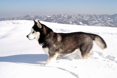 Siberian Husky Wallpapers