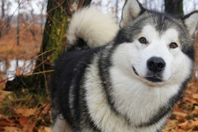 SIBERIAN HUSKY DOGS WALLPAPER WALF1024