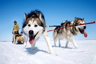 CUTE HUSKY WALLPAPER WALF1040