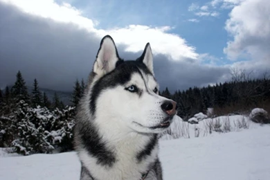 Husky Wallpapers,Husky Wallpapers & Pictures Free Download