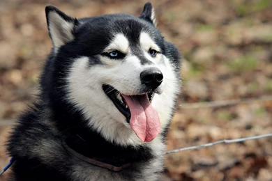 Nature Animals Dogs Husky Siberian Husky Wallpapers