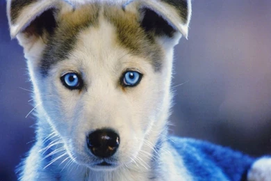 Ultra HD 4K Husky Wallpapers HD, Desktop Backgrounds 3840x2400