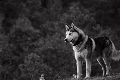 White Siberian Husky Wallpapers Wallpaper.