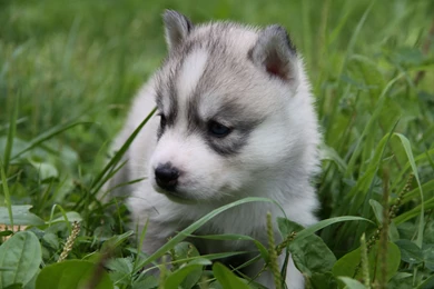 Baby Siberian Husky Wallpapers   Wallpaper.