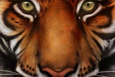 Save The Tiger HD Desktop Wallpapers : Widescreen : High Definition ...