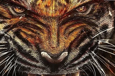 Tiger Backgrounds iPhone 5s Wallpapers Download